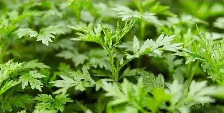 新浪中醫(yī)博客 夏季身體亞健康 中醫(yī)艾灸來(lái)幫忙